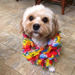 11887888_10207737808748827_9075579255517999583_n