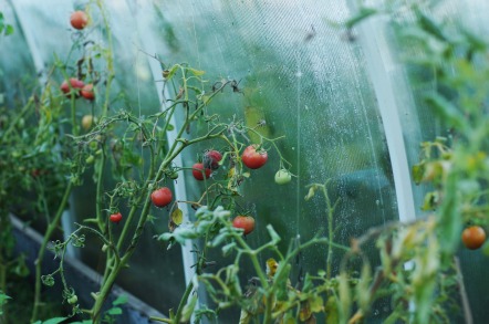 tomatoes-1180852_1920