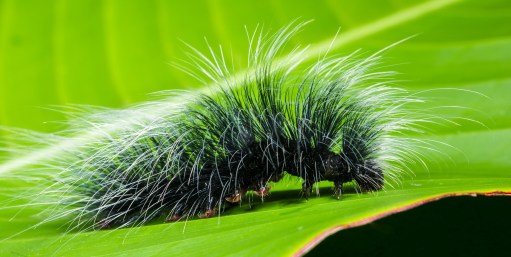caterpillar-399156_1920