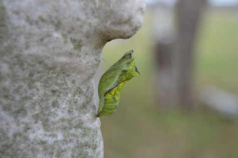 chrysalis-655526_1920