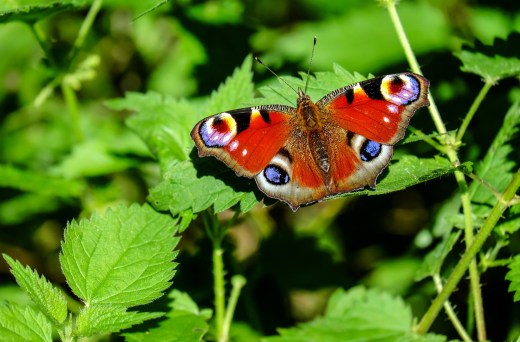 peacock-butterfly-1655724_1920
