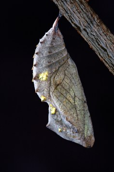 chrysalis-1742202_1920