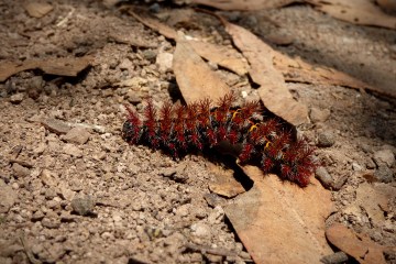 cocoon-1793510_1920